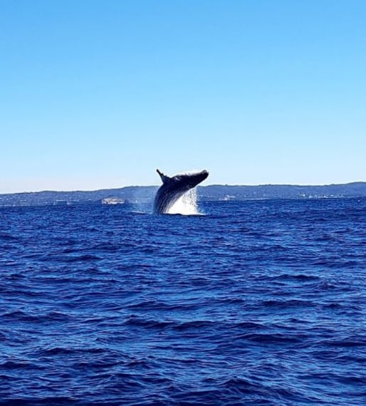 Whale Watching in Sydney-2